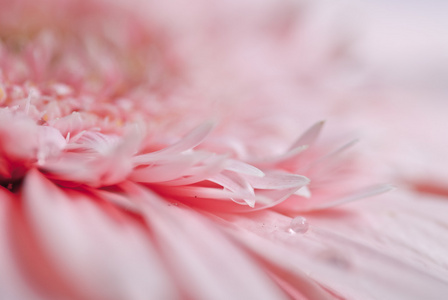 粉色雏菊非洲菊特写照片