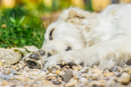 金毛猎犬