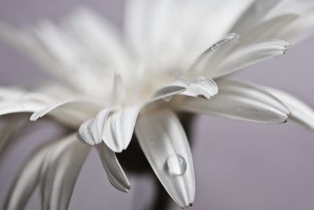 白色非洲菊花卉