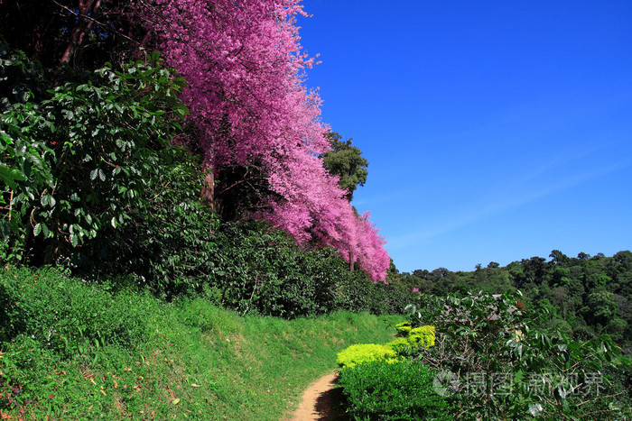 咖啡树樱花通路