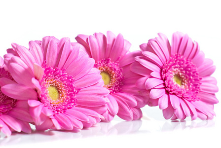 粉色非洲菊鲜花