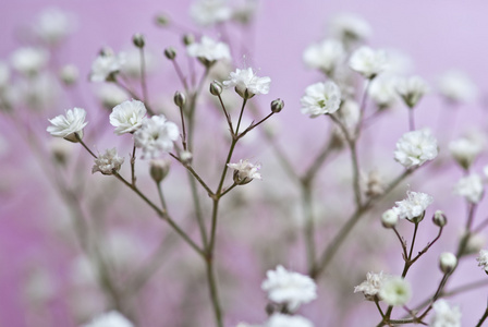 花园里的白花