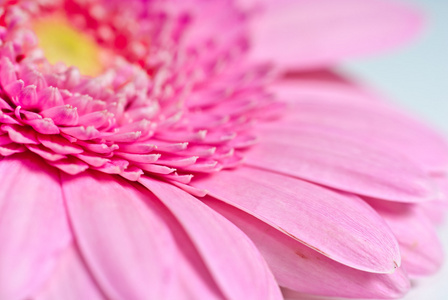 粉色雏菊非洲菊特写照片