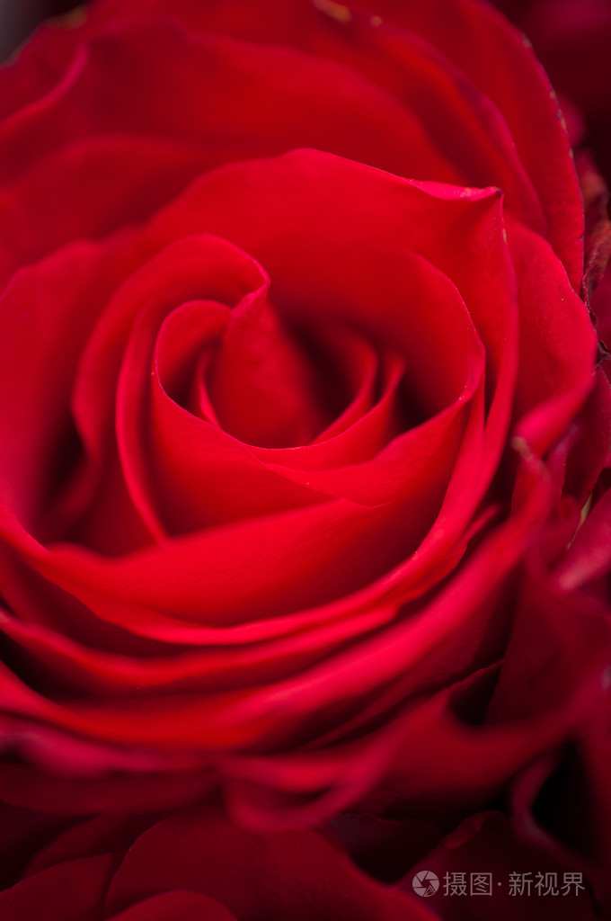 暗红色玫瑰水滴