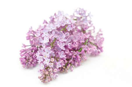 紫色丁香的花开处处香