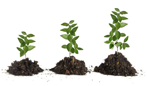 农民在地上植树. 种植树苗.