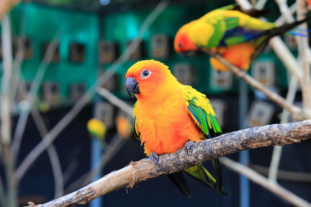 色彩缤纷太阳 conure 鹦鹉鸟栖上接吻