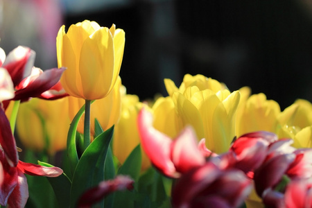 美丽郁金香花开