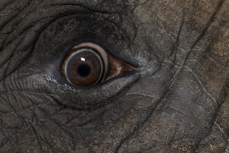 非洲大象的眼睛的特写