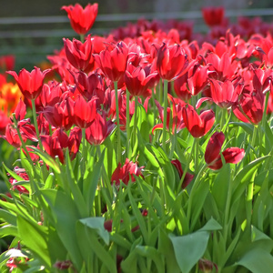 郁金香花园