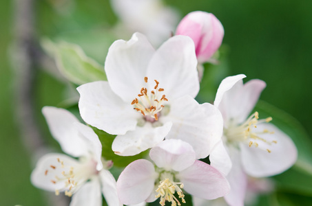 白樱桃花