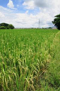 稻田与高压塔