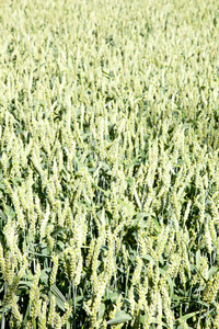 字段与大麦 小麦在荷兰