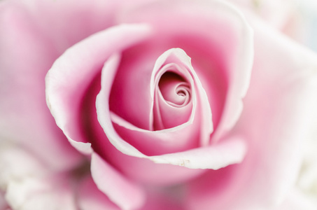 柔和粉色玫瑰