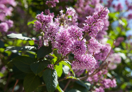 丁香花