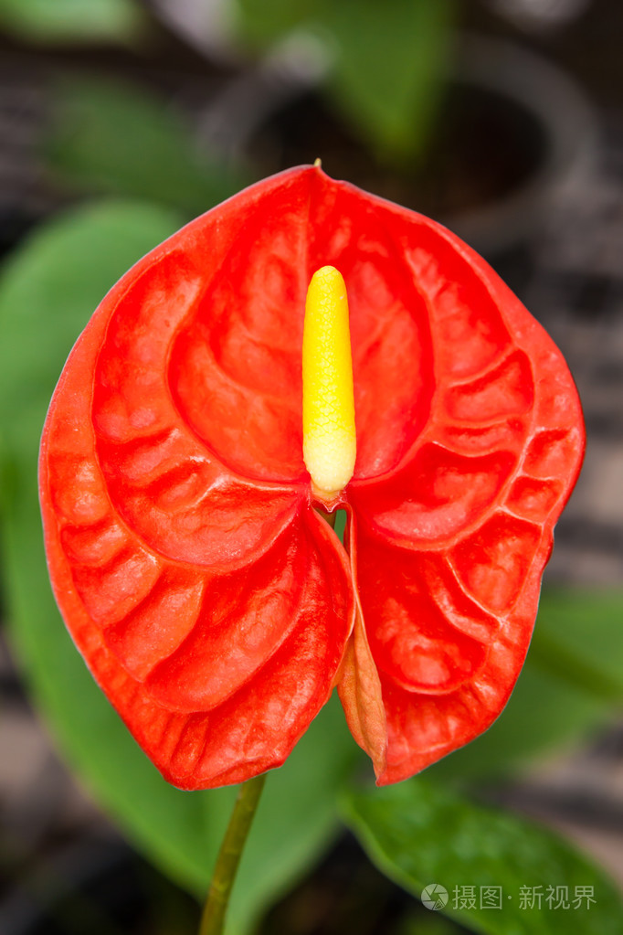 红色和黄色的火烈鸟花