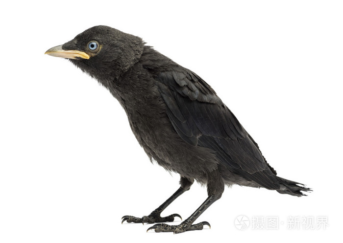 西方寒鸦欧亚寒鸦或欧洲寒鸦乌鸦mo