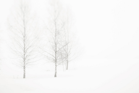 雪域景观