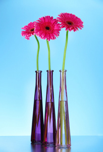 美丽的粉色非洲菊花卉在蓝色背景上的花瓶
