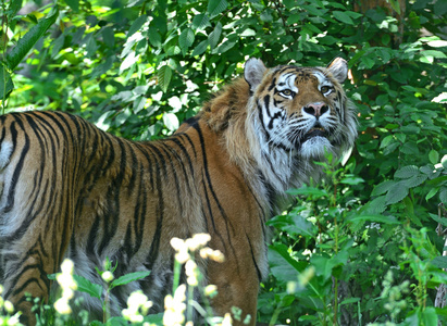 一只老虎的肖像