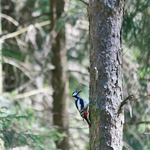 一棵树上的啄木鸟