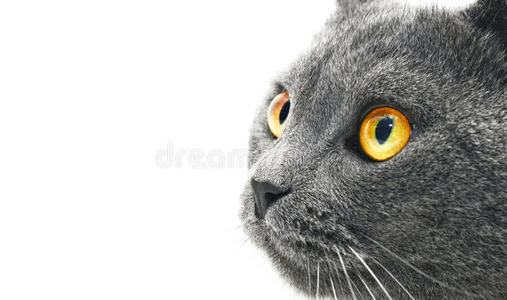 英短蓝猫图片 英短蓝猫素材 英短蓝猫插画 摄图新视界