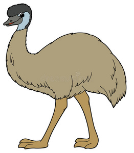 大鸸鹋卡通动物-鸸鹋-儿童插图照片