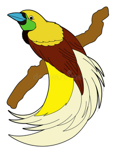 卡通动物-天堂鸟照片