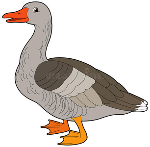 鹅动漫卡通动物鹅扁平的颜色风格照片