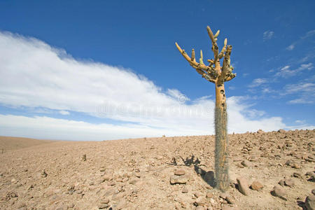 智利阿塔卡马沙漠中的仙人掌