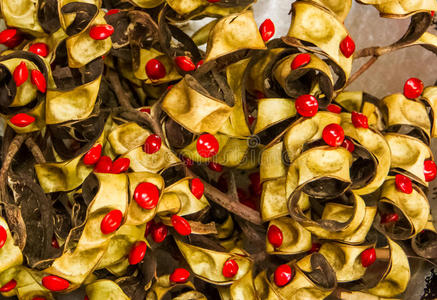 沙柳红沙柳种子照片