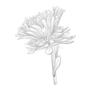 美丽的单色,黑白紫菀花隔离.插画