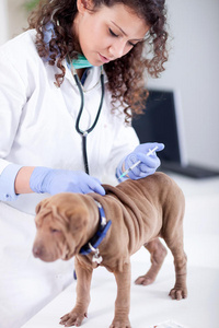 兽医正在给狗沙皮注射疫苗