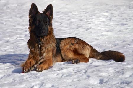 雪地里的德国牧羊犬