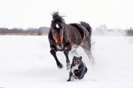 马和狗图片