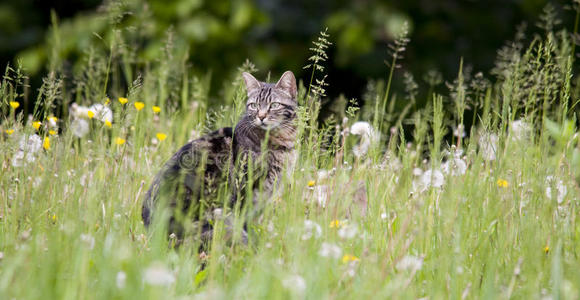 草丛中的斑猫和蒲公英