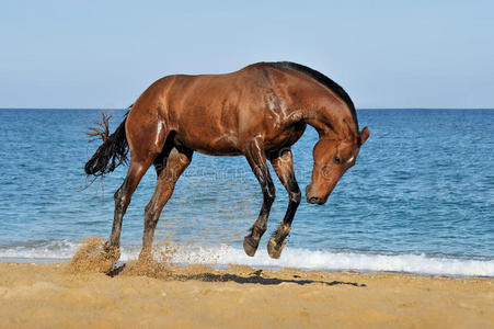 美丽的棕色马在海滩上跳跃