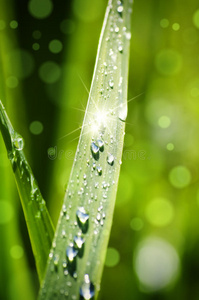 特写镜头 早晨 露水 生长 春天 花园 草坪 自然 植物区系