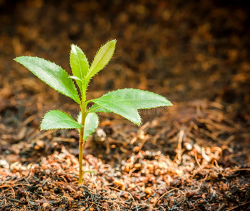 树正在发芽照片