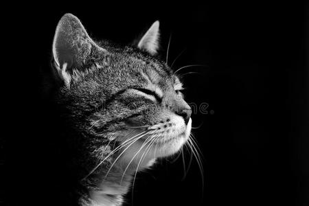 黑白猫摄影图