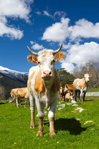 夏季牧场上的奶牛
