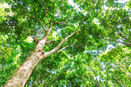 橡胶树景观照片