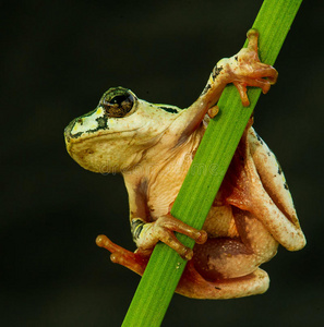 长腿的青蛙图片