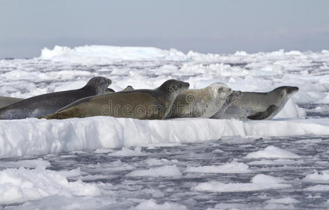 食蟹海豹成群结队地栖息在浮冰上