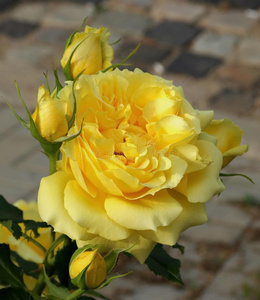 香水。花香。花园里最香的黄玫瑰