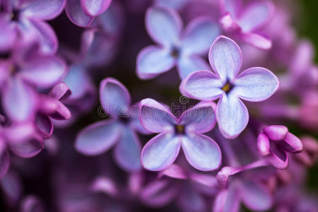 丁香花特写