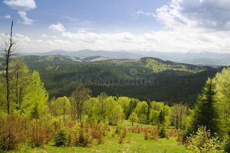春天的森林山。乌克兰喀尔巴阡山。