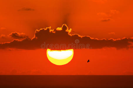 日落背景下的海鸥