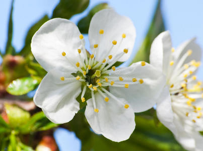 花樱桃特写