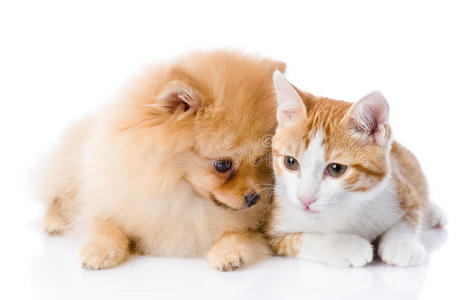 狗和猫一起壁纸图片-狗和猫一起壁纸素材-狗和猫一起壁纸插画-摄图新